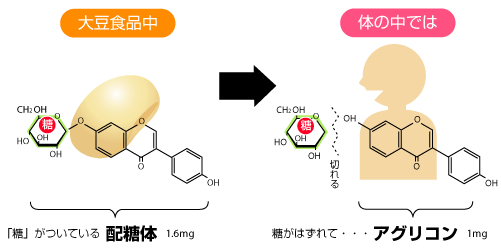 アグリコンとは？ 配糖体とは？