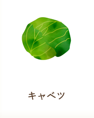 キャベツ