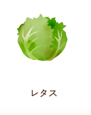 レタス