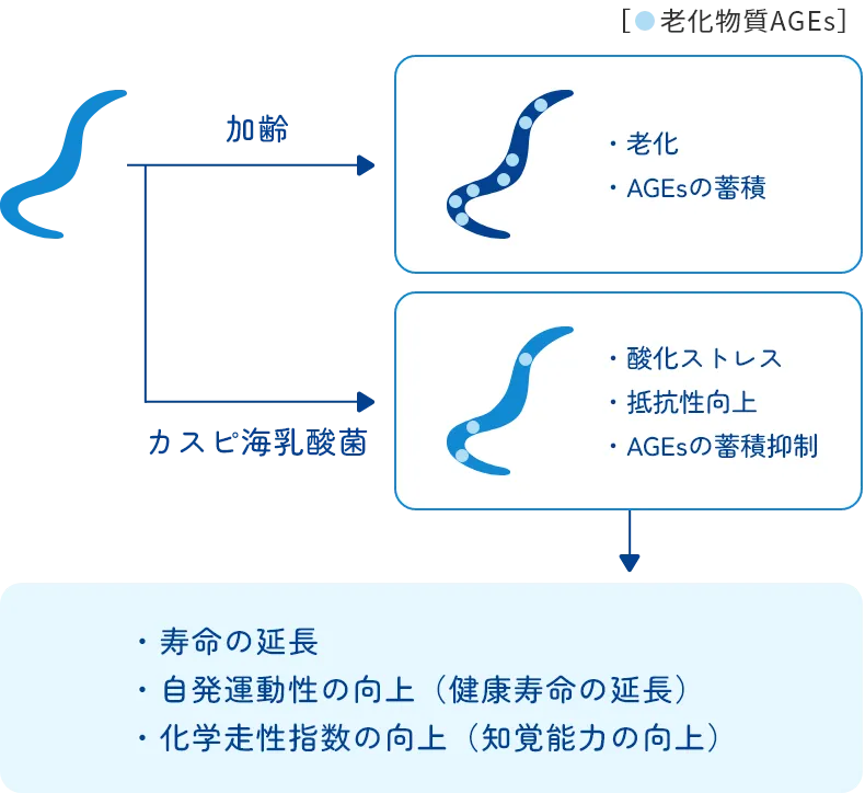 「カスピ海乳酸菌」による線虫の寿命延長のメカニズムの図
