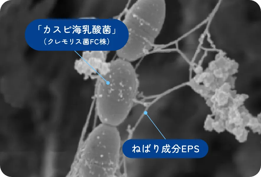 「カスピ乳酸菌」（クレモリス菌FC株）の顕微鏡画像