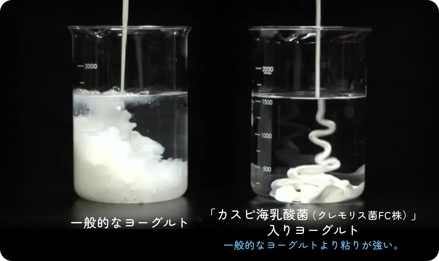 「カスピ海乳酸菌」で作ったヨーグルトと一般的なヨーグルトの弾力性比較画像