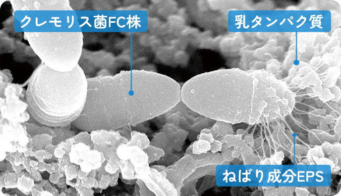 クレモリス菌FC株 乳タンパク質 ねばり成分EPS