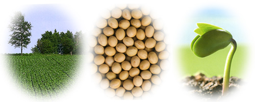 大豆イソフラボンは、大豆に含まれる天然の成分です。