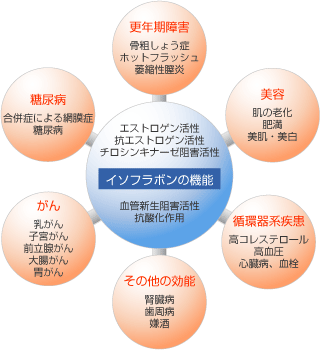 イソフラボンの機能