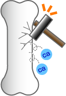 破骨細胞が骨を壊す