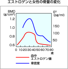 エストロゲンと女性の骨量の変化