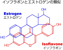 イソフラボンとエストロゲンの類似