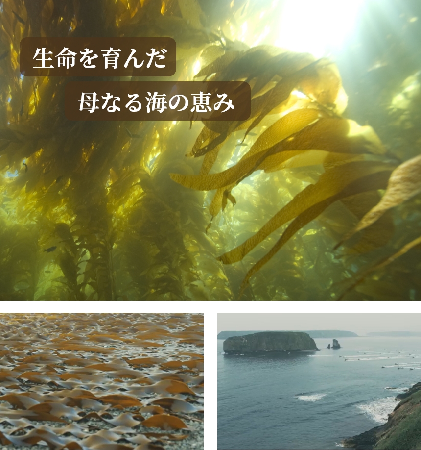 生命を育んだ母なる海の恵み