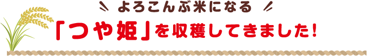 よろこんぶ米になる 「つや姫」を収穫してきました！