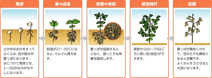 発芽、芽の成長、栄養の吸収、枝豆時代、収穫