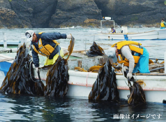 『早採れ生昆布』とは