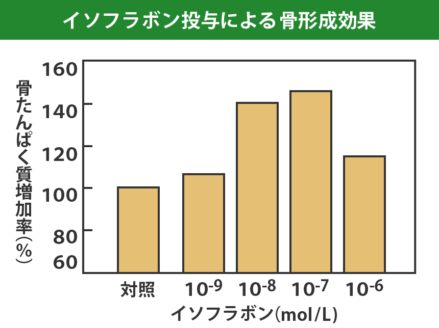 イソフラボン投与による骨形成効果