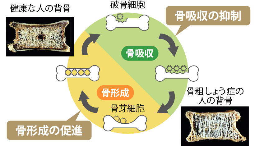 イソフラボンの骨粗しょう症予防メカニズム