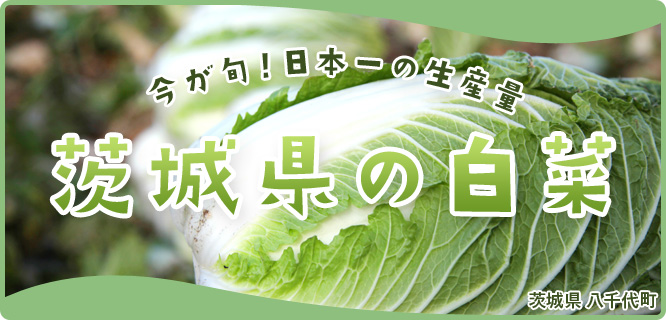 今が旬！日本一の生産量　白菜